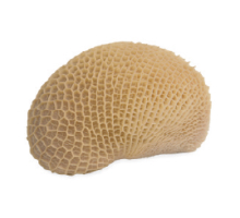 produtos-bovino-honeycomb