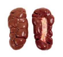 produtos-bovino-kindnes
