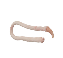 produtos-bovino-penis