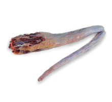 produtos-bovino-tail